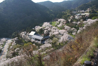 新吉野公園の写真