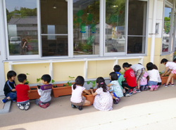 児童館緑のカーテン事業（3回目）の写真2