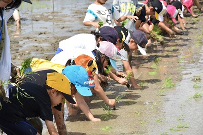 田んぼアート写真1