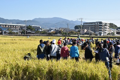 田んぼアート写真2