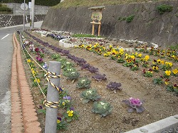 若杉団地花壇整備の写真4