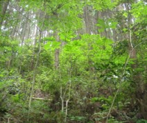 森林の写真