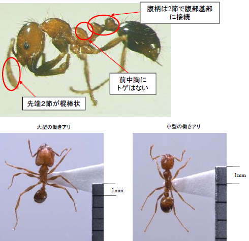 アカカミアリの写真と図解