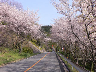 道路の両脇に桜が満開の観音公園の写真