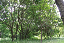 カシワとナラの森の写真