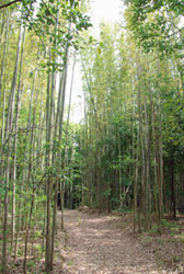 マダケの林の写真