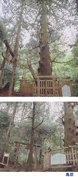 綾杉と鳥居の写真