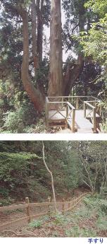 大和の大杉と手すりの写真