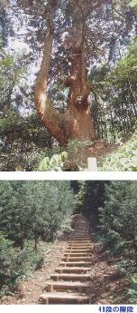 トウダの二又杉と「49段の階段」の写真